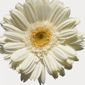 White Gerbera Daisies (Green Eye) - Ontario-grown flowers for weddings and events (BloombyBunches.ca)