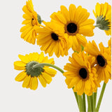 Load image into Gallery viewer, White Gerbera Daisies (Dark Eye) bouquet- Ontario-grown flowers for weddings and events (BloombyBunches.ca)