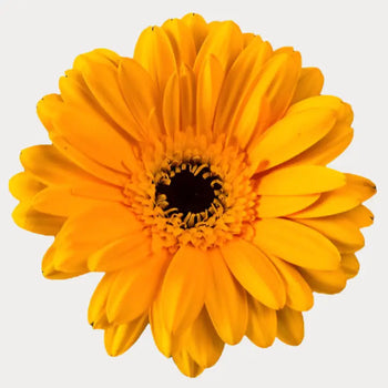 Yellow Gerbera Daisies (Dark Eye) - Ontario-grown flowers for weddings and events (BloombyBunches.ca)