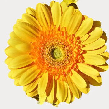 White Gerbera Daisies (Green Eye) - Ontario-grown flowers for weddings and events (BloombyBunches.ca)