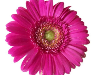 GERBERA MINI LAVANDER (GREEN EYE) - bloombybunches