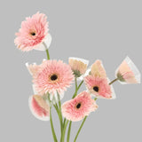 Load image into Gallery viewer, GERBERA MINI Light Pink (DARK EYE) bouquet - bloombybunches