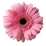 Load image into Gallery viewer, GERBERA MINI Light Pink (DARK EYE) - bloombybunches