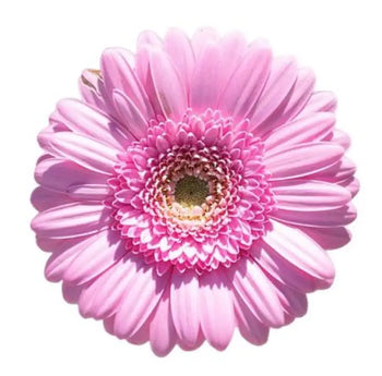 GERBERA MINI Light Pink (GREEN EYE) - bloombybunches