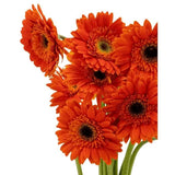 Load image into Gallery viewer, GERBERA MINI ORANGE (DARK EYE ) - bloombybunches