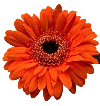 GERBERA MINI ORANGE (DARK EYE) bouquet - bloombybunches