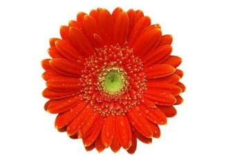 GERBERA MINI ORANGE(GREEN EYE) - bloombybunches