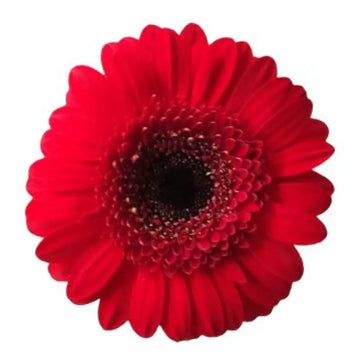 GERBERA MINI RED (DARK EYE) - bloombybunches
