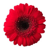 Load image into Gallery viewer, GERBERA MINI RED (DARK EYE) - bloombybunches