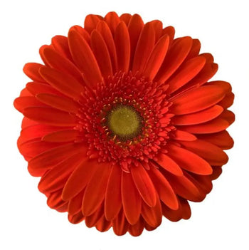 GERBERA MINI RED (GREEN EYE) - bloombybunches