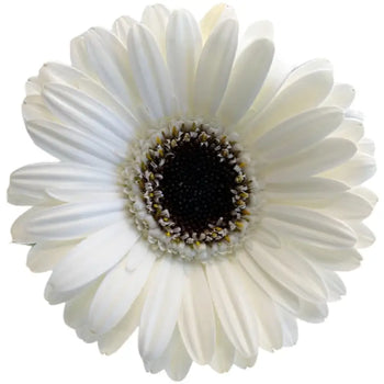 GERBERA MINI WHITE (DARK EYE) - bloombybunches