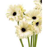 Load image into Gallery viewer, GERBERA MINI WHITE (DARK EYE) bouquet - bloombybunches