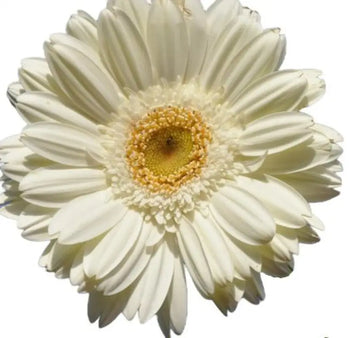 GERBERA MINI WHITE (Green EYE) - bloombybunches