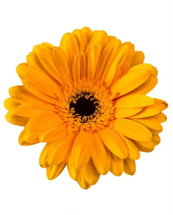 GERBERA MINI YELLOW (DARK EYE) - bloombybunches