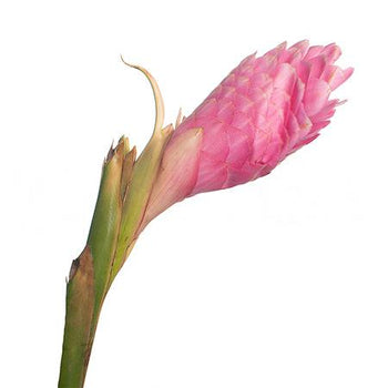 Single pink ginger flower with vibrant pink tip and softer pink base on green stem against white background