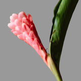 Load image into Gallery viewer, ginger flower pink 