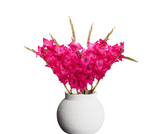 Load image into Gallery viewer, Gladiolus - Hot Pink