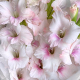 Load image into Gallery viewer, Gladiolus - Pink