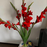 Load image into Gallery viewer, Gladiolus - Red