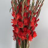 Load image into Gallery viewer, Gladiolus - Red
