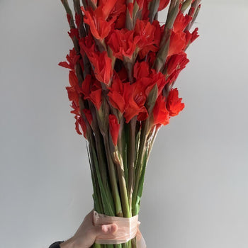 bunch of vibrant red gladiolus flowers with long green stems held by a hand on light background