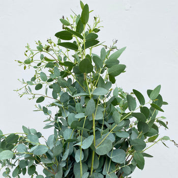 Fresh Eucalyptus Gunni stems with grey-green leaves and flowing, cascading effect, ideal for bouquets and elegant floral arrangements