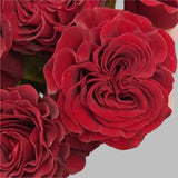 Load image into Gallery viewer, HEARTS RED GARDEN ROSE - Red / 25 - Fresh Cut Flowers