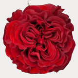 Load image into Gallery viewer, GARDEN ROSE HEARTS - bloombybunches