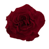 Load image into Gallery viewer, HEARTS RED GARDEN ROSE - bloombybunches