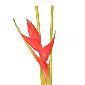 Heliconia flower with orange yellowish red blooms on a long green stem against white background