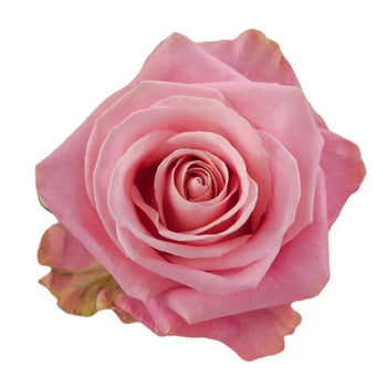HERMOSA MEDIUM PINK ROSE - bloombybunches