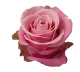 Load image into Gallery viewer, ROSE HERMOSA LIGHT PINK 50CM - bloombybunches