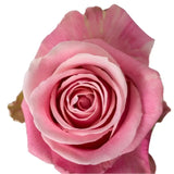 Load image into Gallery viewer, ROSE HERMOSA LIGHT PINK 50CM - bloombybunches
