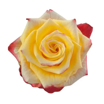 HIGH & YELLOW BICOLOR (YELLOW RED) ROSE - bloombybunches