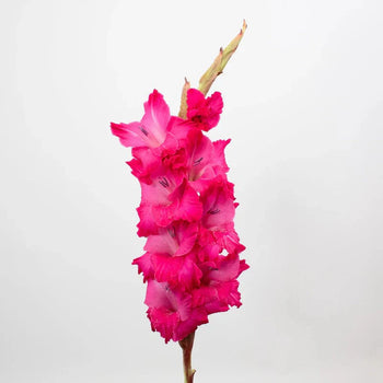 Bright hot pink gladiolus flower stem with multiple delicate blooms on a tall stalk