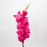 Load image into Gallery viewer, Bright hot pink gladiolus flower stem with multiple delicate blooms on a tall stalk