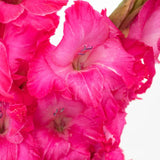 Load image into Gallery viewer, Gladiolus - Hot Pink