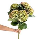 Load image into Gallery viewer, Hydrangeas jumbo Antique Green - Large blooms, perfect for weddings and events (BloombyBunches.ca)