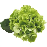 Load image into Gallery viewer, Close-up of Green Premium Hydrangea Bloom (BloombyBunches.ca)