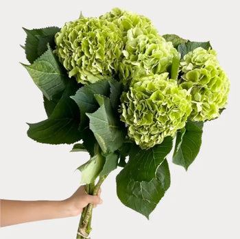 Green Hydrangeas - Large blooms, perfect for weddings and events (BloombyBunches.ca)