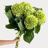 Load image into Gallery viewer, Green Hydrangeas - Large blooms, perfect for weddings and events (BloombyBunches.ca)