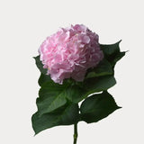 Load image into Gallery viewer, HYDRANGEA NATURAL PINK - Fresh Cut Flowers
