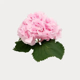 Load image into Gallery viewer, HYDRANGEAS pink- bloombybunches