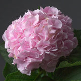 Load image into Gallery viewer, HYDRANGEA NATURAL PINK - Fresh Cut Flowers