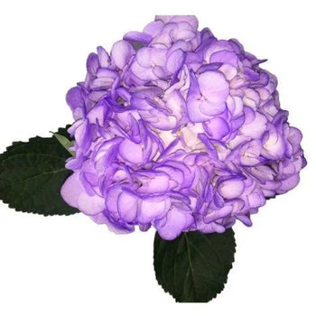 Lavander Painted Hydrangeas - Large blooms, perfect for weddings and events (BloombyBunches.ca)