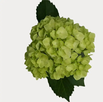 HYDRANGEAS MINI GREEN (Green with White base) - bloombybunches