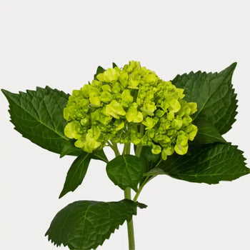 HYDRANGEAS MINI GREEN (mini mojito) - Fresh Cut Flowers