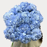 Load image into Gallery viewer, HYDRANGEAS NATURAL BLUE - Fresh Cut Flowers