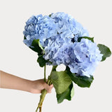 Load image into Gallery viewer, Blue Hydrangeas - Large blooms, perfect for weddings and events (BloombyBunches.ca)