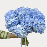 Load image into Gallery viewer, HYDRANGEAS NATURAL BLUE - Fresh Cut Flowers